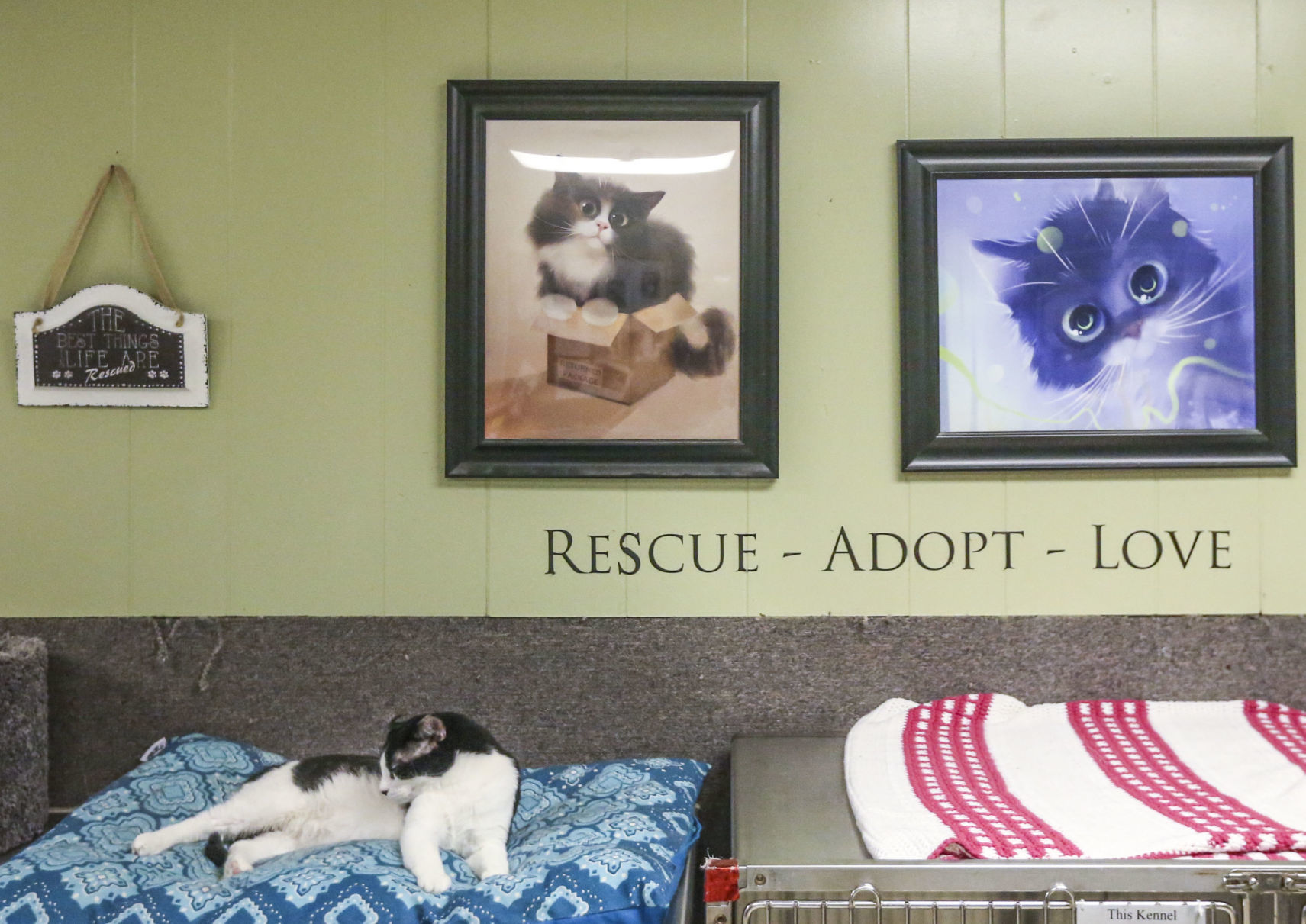 032420-qc-nws-animalshelters-02.JPG